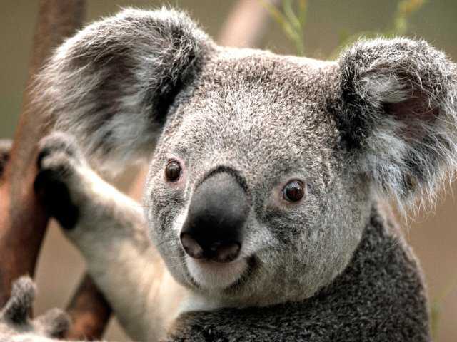 Koala.jpg, 763 KB